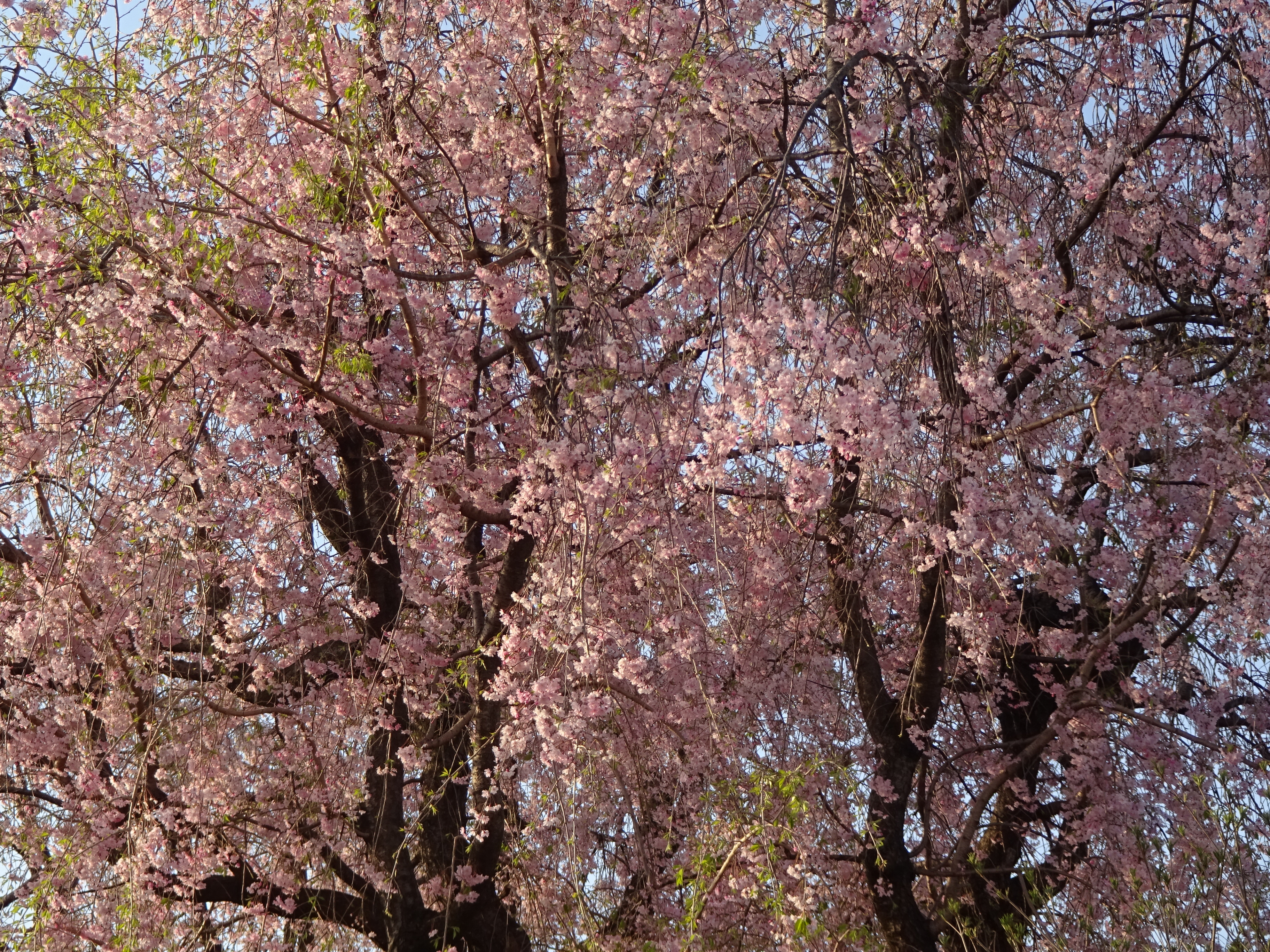 “みやびの郷”　こんどは　「しだれ桜」　が満開！　