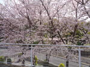 ☆川口みやびの郷☆　みんなでお花見🌸